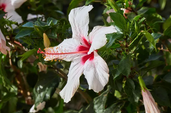 Λευκό λουλούδι ιβίσκου στο νησί της Κω — Φωτογραφία Αρχείου