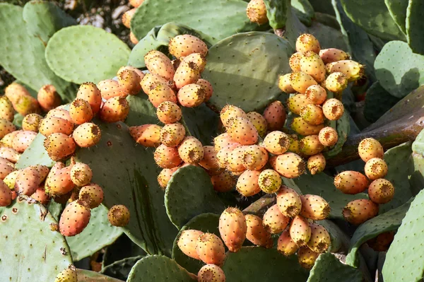 Pagaia cactus nell "isola di Kos — Foto Stock