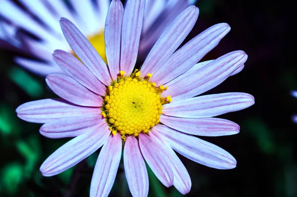 정원에서 개화 국화 핑크 flowerr — 스톡 사진