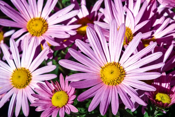 En bukett med rosa blomster som blomstrer krysantemum i hagen – stockfoto