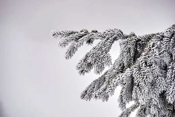 云杉冬季 Beskidy 山中的雪覆盖分支 — 图库照片