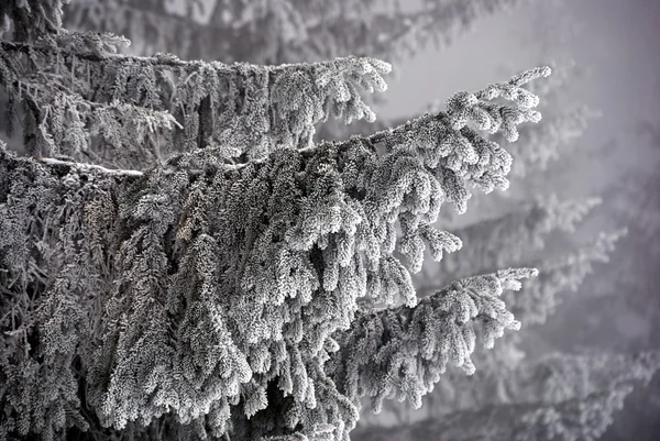 云杉冬季 Beskidy 山中的雪覆盖分支 — 图库照片