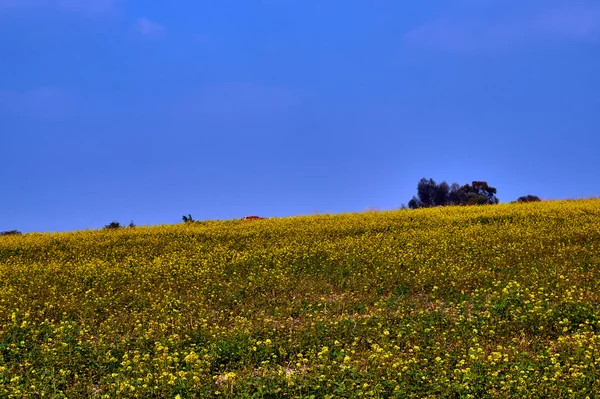 Paisagem de aldeia com uma canola florescente — Fotografia de Stock