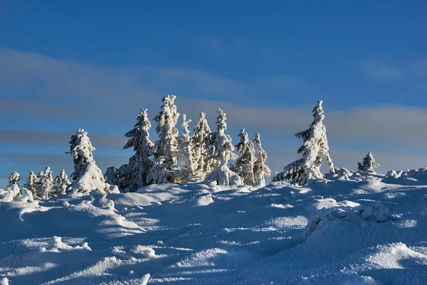 Schneebedeckte Fichten in den Bergen im Winter beskidy — Stockfoto