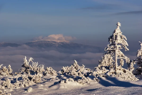 Snow covered spruces in the mountains in winter Beskidy — Stock Photo, Image