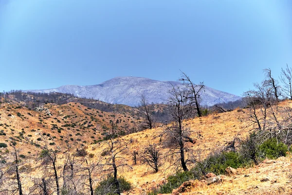 Verbrande bos in de bergen op het eiland Rhodos — Stockfoto