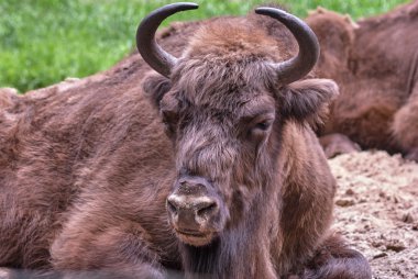 Çayır Avrupa bizonu yalan baş