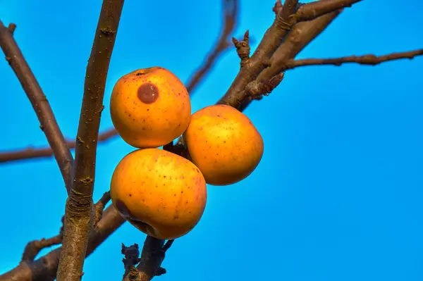 Pommes mûres sur une branche d'arbre en automne — Photo