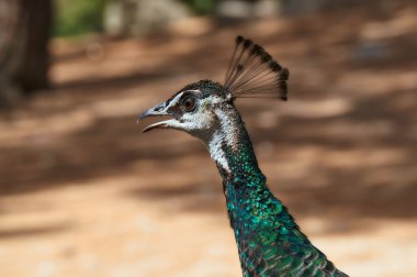 Tavus kuşu Başkanı yakın çekim