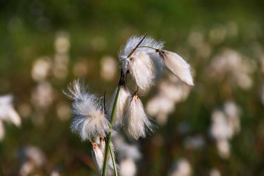 Çiçek alp bulrush temizlemek Giant Mountains