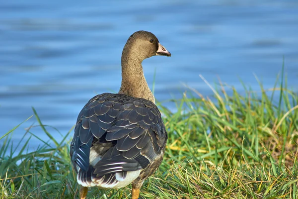 Wild goose on the lake — Stock Photo, Image