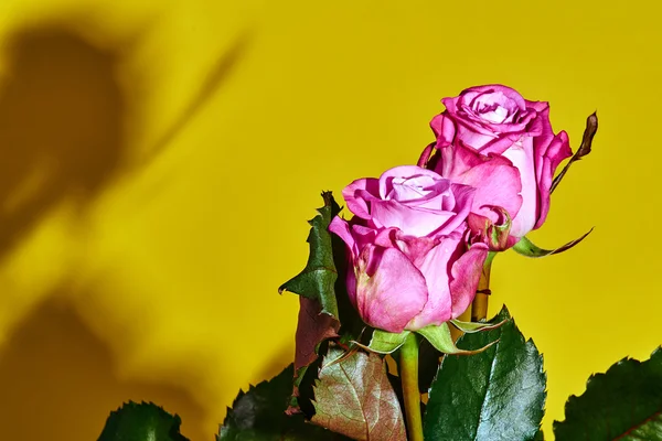 Krásné růžové růže květ na žlutém podkladu — Stock fotografie