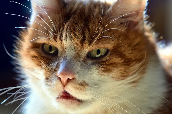 Retrato de un gato de pelo blanco y rojo — Foto de Stock