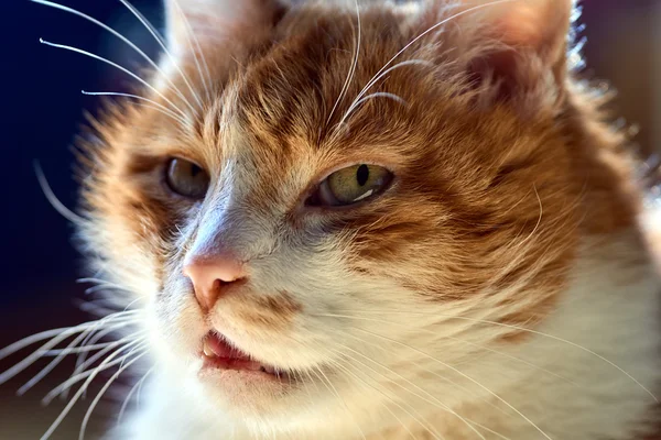 白发红猫的肖像 — 图库照片