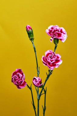 Güzel pembe karanfil çiçek