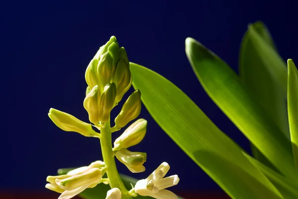 Bud a ponechává hyacint květin na modrém pozadí — Stock fotografie