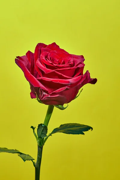 Hermosa flor rosa roja sobre un fondo amarillo —  Fotos de Stock