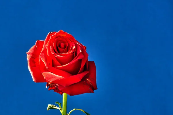 Krásná červená růže květiny — Stock fotografie