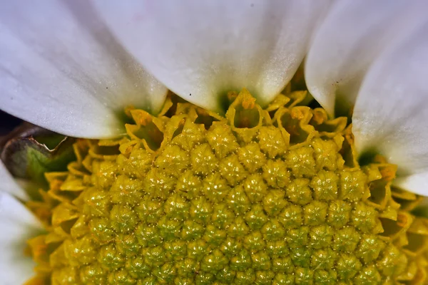 Close-up detail of white chrysanthemum flower — Stock Photo, Image