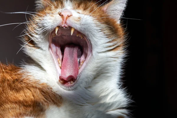 Portrait of a white-red-haired cat — Stock Photo, Image