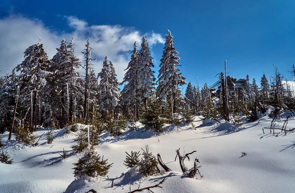 Enterrado en el bosque de nieve y árboles secos en las montañas gigantes — Foto de Stock