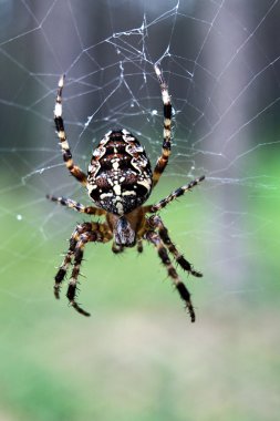 Bahçe arası örümcek avcılık bir spiderweb