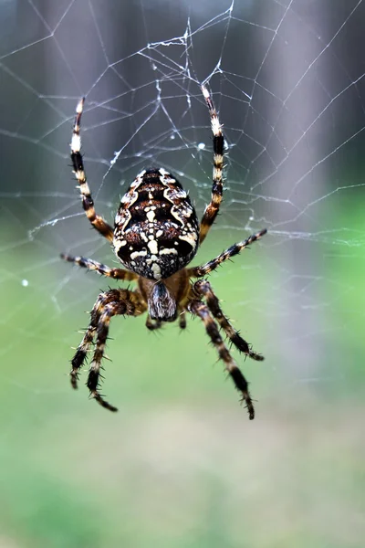 Jardim cruz aranha caça em uma teia de aranha — Fotografia de Stock