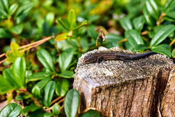 Ausgewachsene Zauneidechse auf einem Baumstamm in Polen — Stockfoto