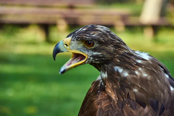 Portrait of a young white-tailed eagle — Stock Photo, Image