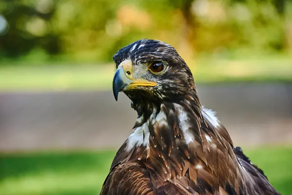 Portrait of a young white-tailed eagle — Stock Photo, Image