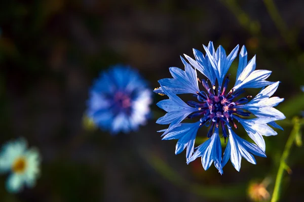 Flor azul de Crambe en un prado — Foto de Stock