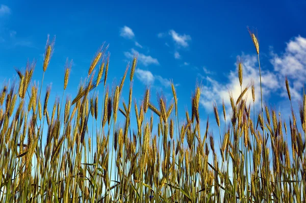 Mogna öron av havren mot sommaren himlen — Stockfoto