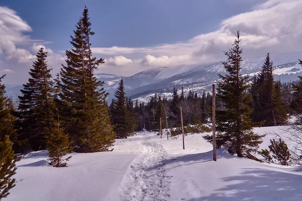 Spruces snow-covered tourist trail in the Giant Mountains — Stock Photo, Image