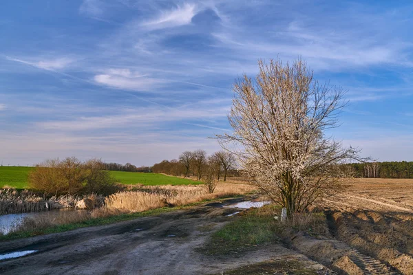 Village landscape with white flowers on a tree — Stock Photo, Image