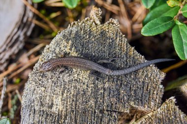 Yetişkin kum kertenkele bir ağaç gövdesi üzerinde 
