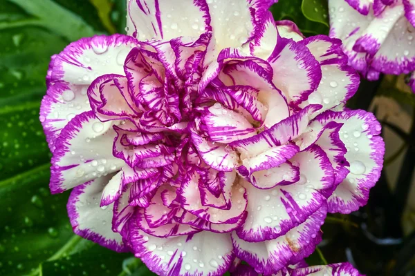 Szczegóły biały i goździk fioletowy z kropla deszczu — Zdjęcie stockowe