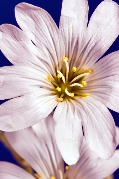 Dekorative weiße Keramikblume im Atelier — Stockfoto