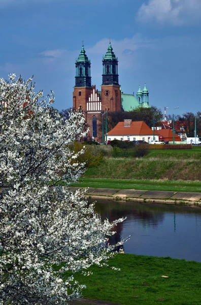 Białe kwiaty na drzewo, a wież katedry — Zdjęcie stockowe