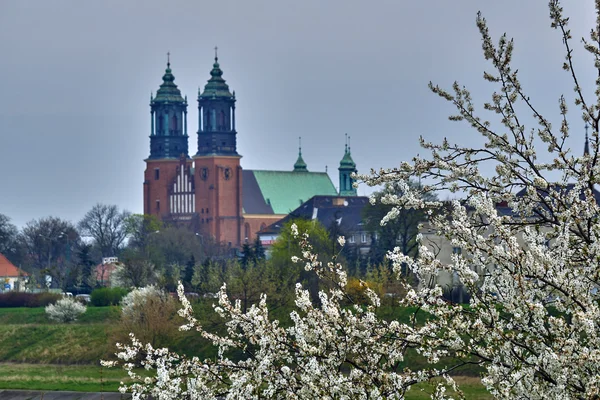 Flores blancas en un árbol, y las torres de la catedral — Foto de Stock
