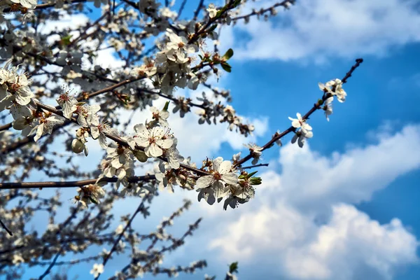 春の空を背景に白い花の木 — ストック写真