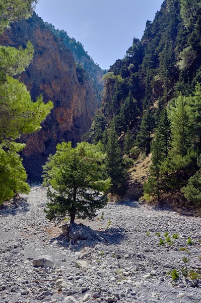 Copac singuratic într-un râu stâncos în defileul Samariei — Fotografie, imagine de stoc