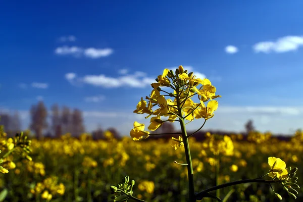 Village landscape with a yellow flower in the spring oilseed rape — Stock Photo, Image
