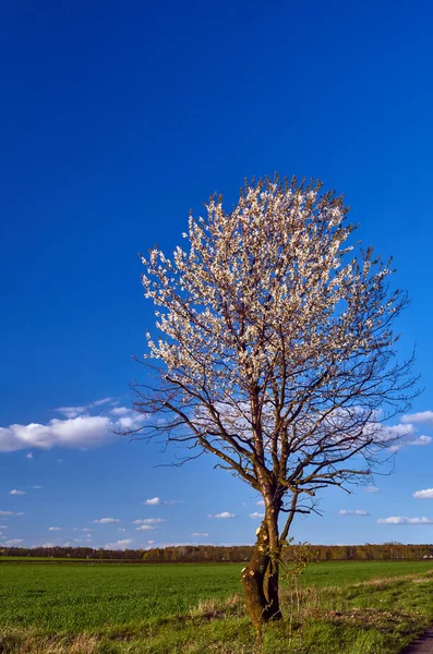 春の木の白い花を持つ村の風景 — ストック写真