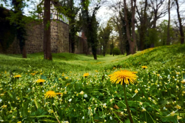 Paredes e parque com flores amarelas em Neuebrandemburg — Fotografia de Stock