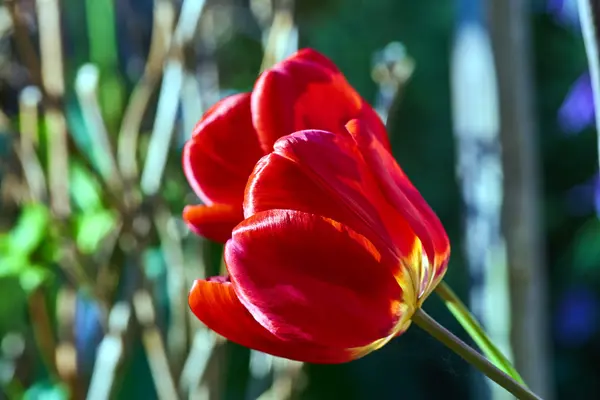 春の赤いチューリップの花 — ストック写真