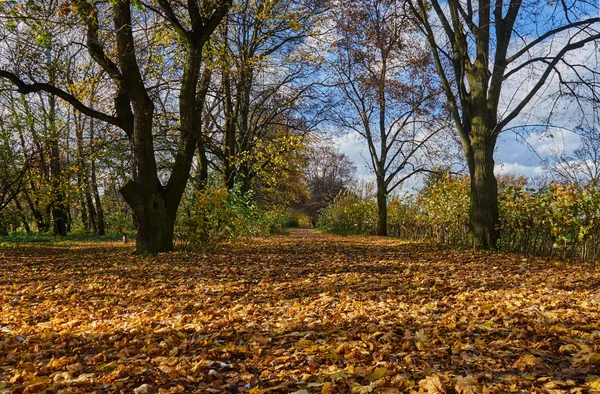 Falling leaves and alley in autumn park — Stock Photo, Image