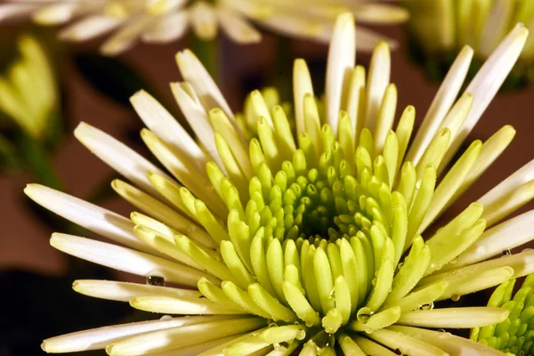 Detail of white chrysanthemum Bristle flower — Stock Photo, Image