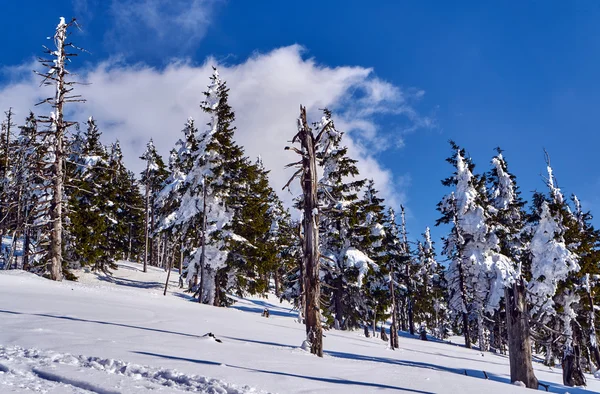 Begravd i snö skog och torra träd i Giant Mountains — Stockfoto