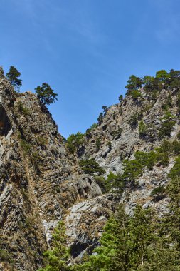 Warta Nehri kıyısında bir orman görünümünü