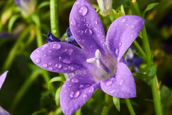 紫色のホタルブクロの花 — ストック写真